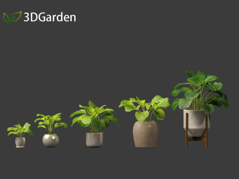 Calathea orbifolia - Prayer plant 02 Modello 3D