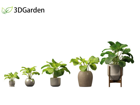 Calathea orbifolia - Prayer plant 02 Modello 3D
