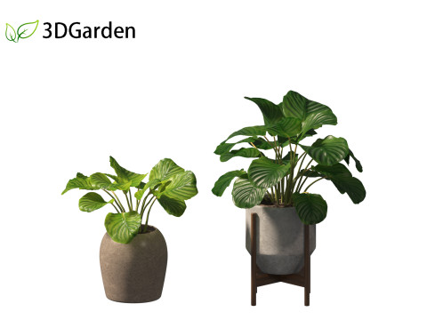 Calathea orbifolia - Prayer plant 02 Modello 3D