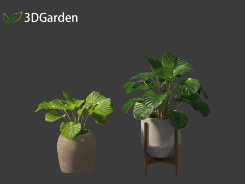 Calathea orbifolia - Prayer plant 02 Modello 3D