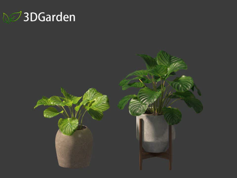 Calathea orbifolia - Prayer plant 02 3D Model