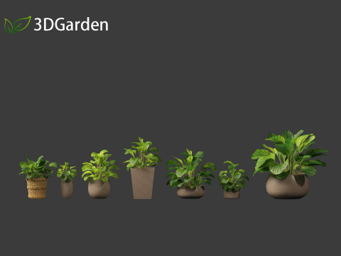Calathea orbifolia - Prayer plant 02 Modello 3D