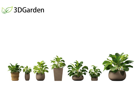 Calathea orbifolia - Prayer plant 02 Modello 3D
