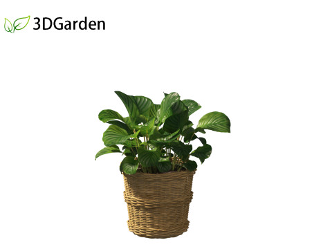 Calathea orbifolia - Prayer plant 02 Modello 3D