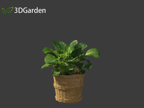 Calathea orbifolia - Prayer plant 02 Modello 3D