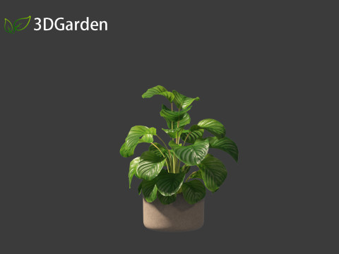Calathea orbifolia - Prayer plant 02 Modello 3D