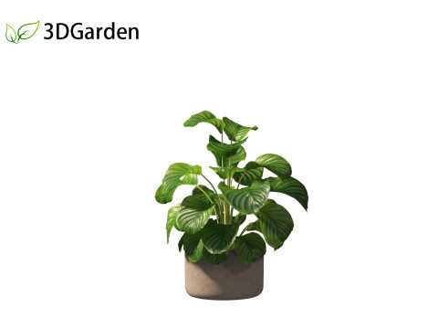 Calathea orbifolia - Prayer plant 02 Modello 3D