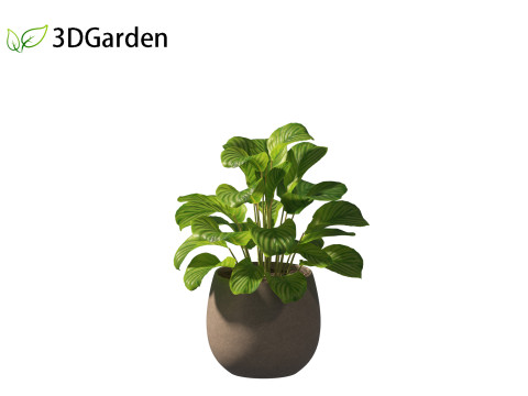 Calathea orbifolia - Prayer plant 02 Modello 3D