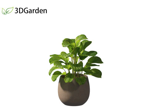 Calathea orbifolia - Prayer plant 02 3D Model