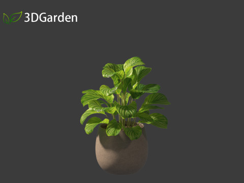 Calathea orbifolia - Prayer plant 02 Modello 3D