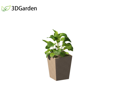 Calathea orbifolia - Prayer plant 02 Modello 3D