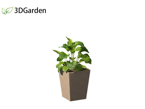 Calathea orbifolia - Prayer plant 02 3D Model