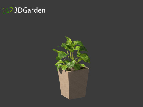 Calathea orbifolia - Prayer plant 02 Modello 3D