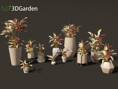 Calathea stromanthe Triostar - tricolor prayer plant 3D Model