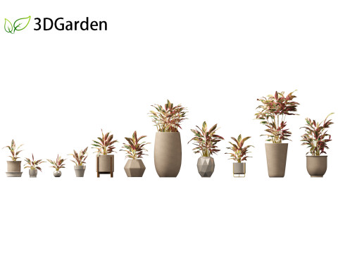 Calathea stromanthe Triostar - tricolor prayer plant Model 3D