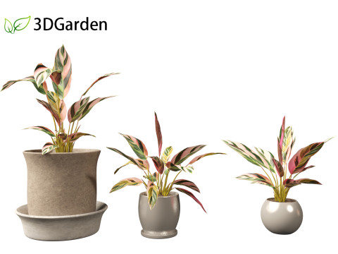 Calathea stromanthe Triostar - tricolor prayer plant Model 3D