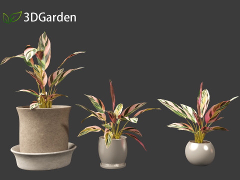 Calathea stromanthe Triostar - tricolor prayer plant Model 3D