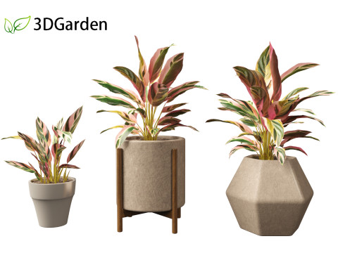 Calathea stromanthe Triostar - tricolor prayer plant Model 3D