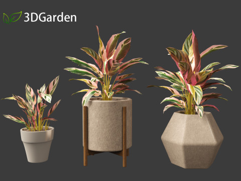 Calathea stromanthe Triostar - tricolor prayer plant Model 3D