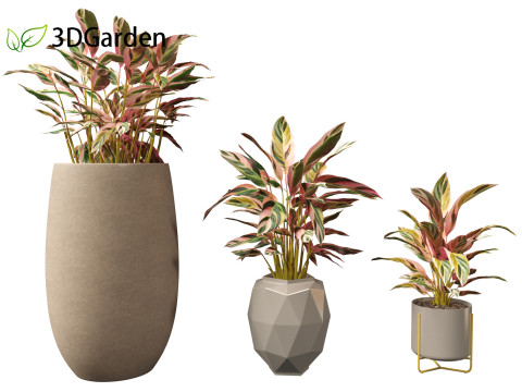 Calathea stromanthe Triostar - tricolor prayer plant Model 3D
