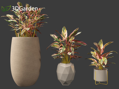Calathea stromanthe Triostar - tricolor prayer plant Model 3D
