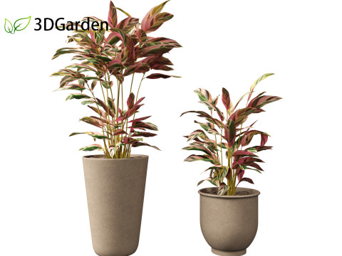 Calathea stromanthe Triostar - tricolor prayer plant Model 3D