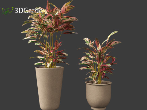 Calathea stromanthe Triostar - tricolor prayer plant Model 3D