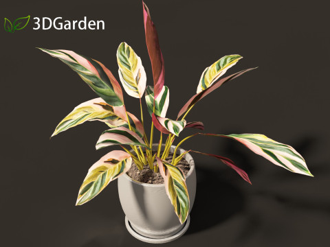 Calathea stromanthe Triostar - tricolor prayer plant Model 3D