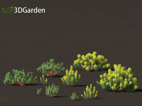 यूफोरबिया चरसियास - मेडिटेरेनियन स्पर्ज 3D मॉडल