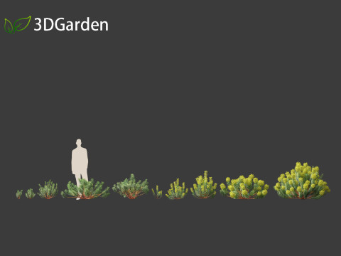Euphorbia characias - Mediterranean Spurge 3D Модель