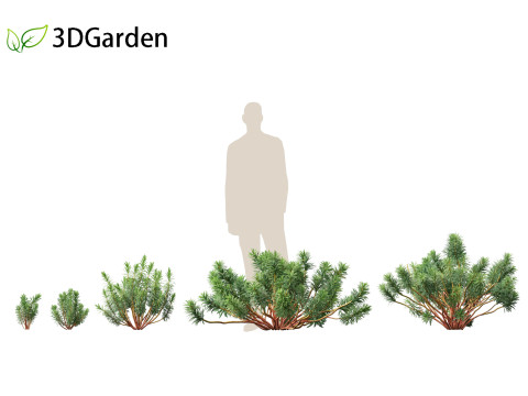 Euphorbia characias - Mediterranean Spurge 3D Модель