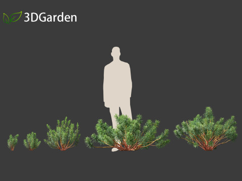 Euphorbia characias - Mediterranean Spurge 3D Модель