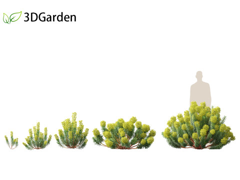 Euphorbia characias - Mediterranean Spurge 3D Модель