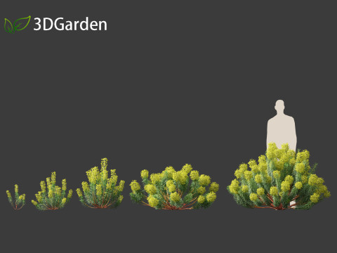 Euphorbia characias - Mediterranean Spurge 3D Модель