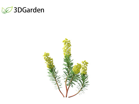 Euphorbia characias - Mediterranean Spurge 3D Модель