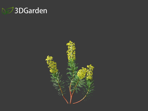 Euphorbia characias - Mediterranean Spurge 3D Модель