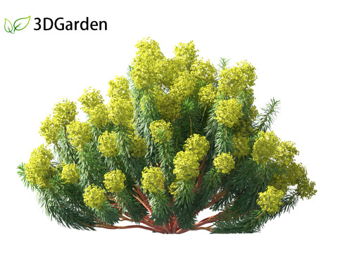 Euphorbia characias - Mediterranean Spurge 3D Модель