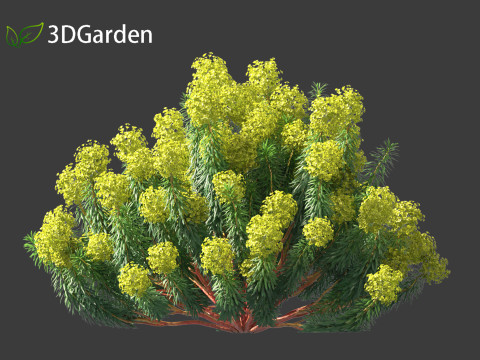 Euphorbia characias - Mediterranean Spurge 3D Модель