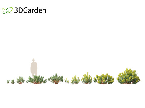 Euphorbia characias - Mediterranean Spurge 3D Модель