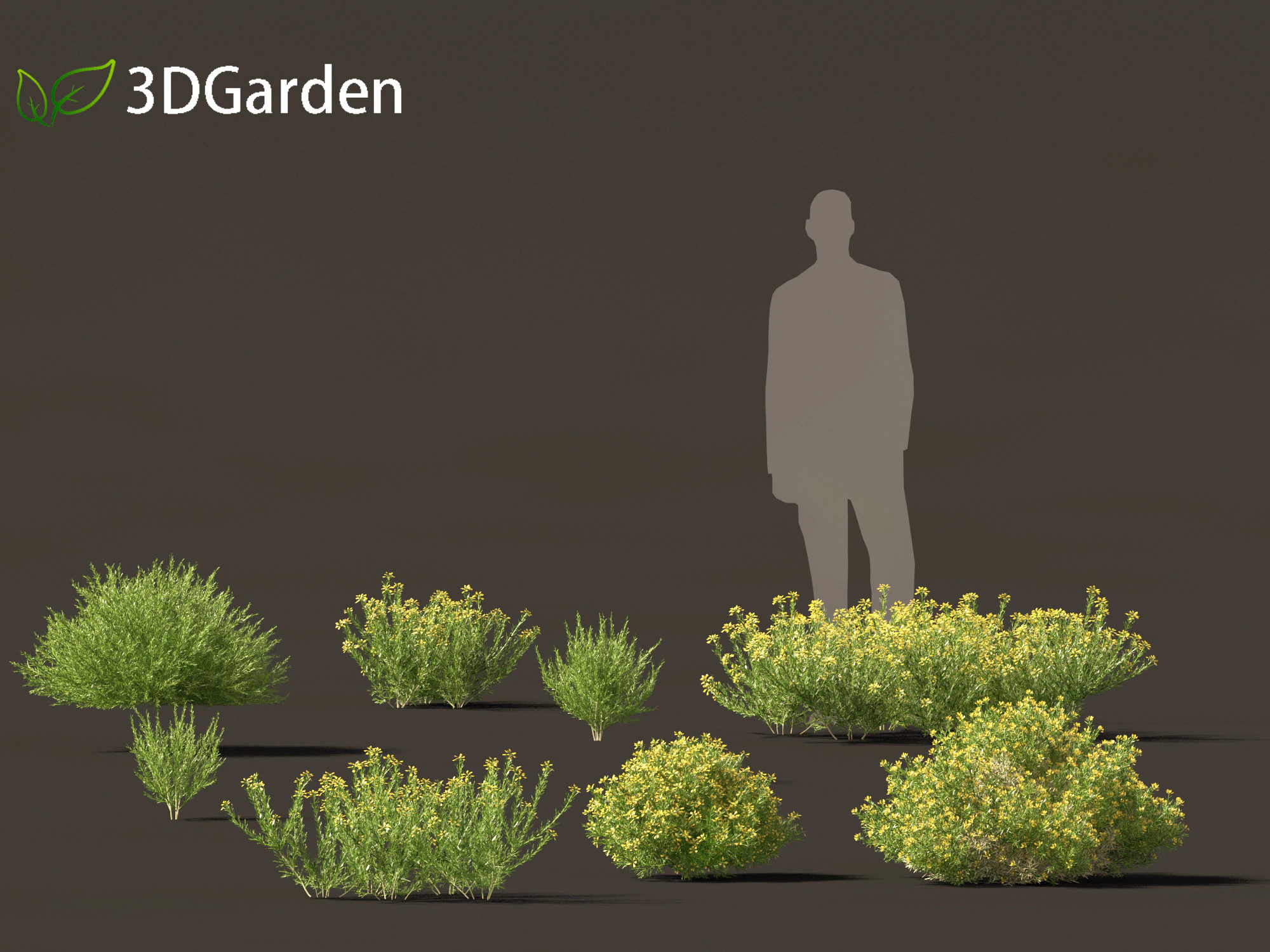 Genista hispanica - Spanish Gorse 3D Model .c4d .max .obj .3ds .fbx .stl .blend 