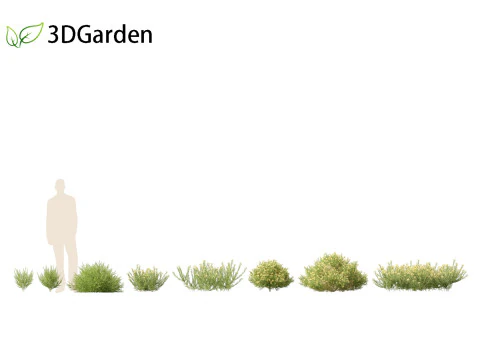 Genista hispanica - Spanish Gorse 3D Model