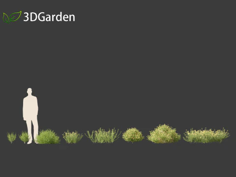 Genista hispanica - Spanish Gorse 3D Model