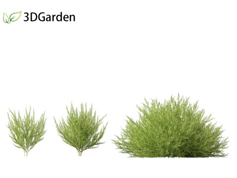 Genista hispanica - Spanish Gorse 3D Model