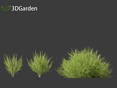 Genista hispanica - Spanish Gorse 3D 模型