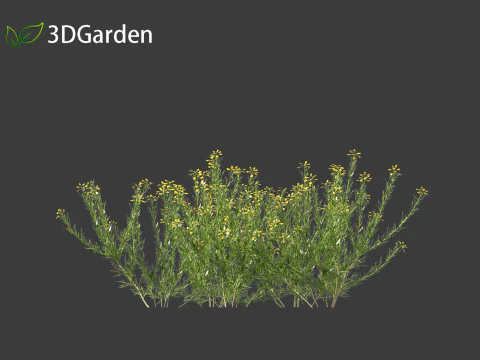 Genista hispanica - Spanish Gorse 3D Model