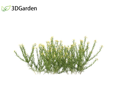 Genista hispanica - Spanish Gorse 3D 模型