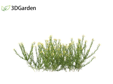 Genista hispanica - Spanish Gorse 3D Model
