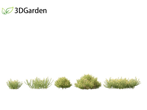 Genista hispanica - Spanish Gorse 3D 模型
