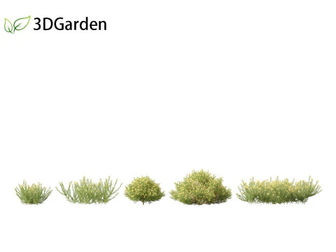 Genista hispanica - Spanish Gorse 3D Model