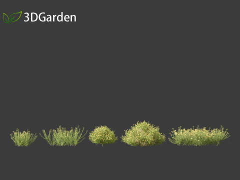 Genista hispanica - Spanish Gorse 3D Model